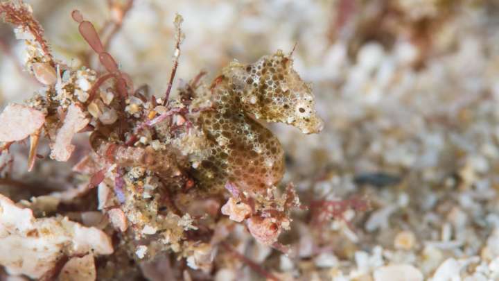 South Africa's First Species Of Pygmy Seahorse Discovered Hiding In Plain Sight