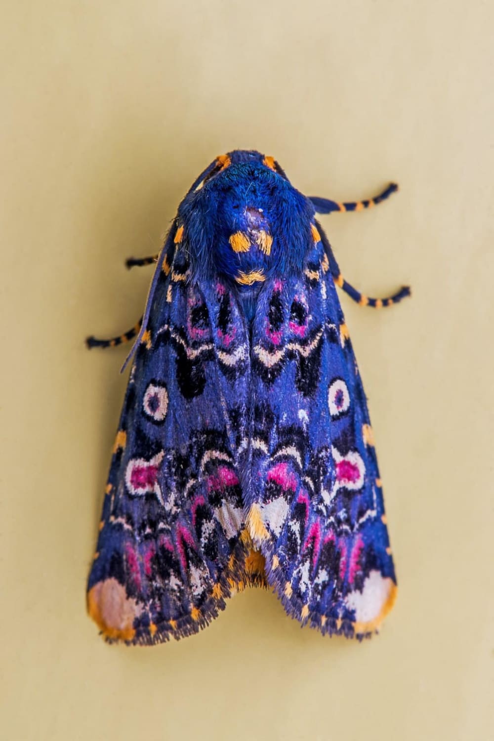This Lily moth / Polytela gloriosae is a carnival of colors, by Arinadam S