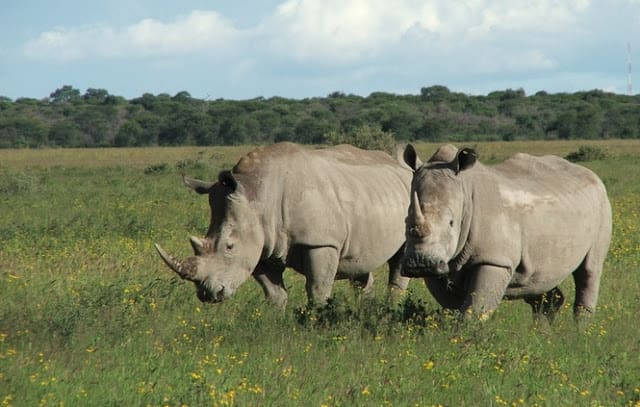 Wildlife poachers in Kenya 'to face death penalty'