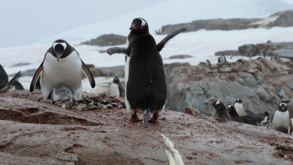 Scientists suffer headaches when penguin poop turns into 'truly intense' laughing gas