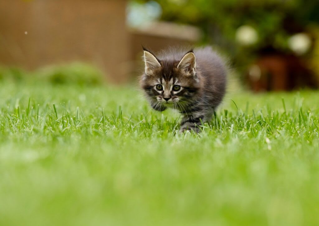 4 Summer Exercises to Keep Your Cat Active