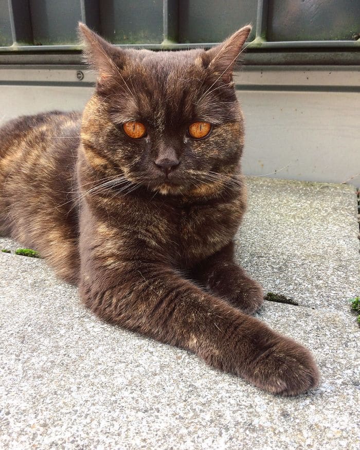 This cat has Sauron's eyes