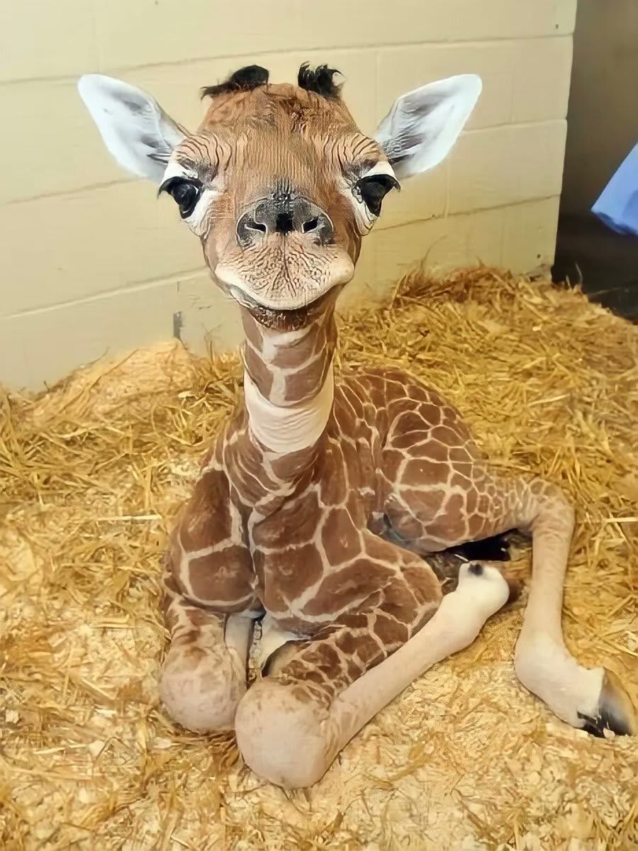 Smiley giraffe.