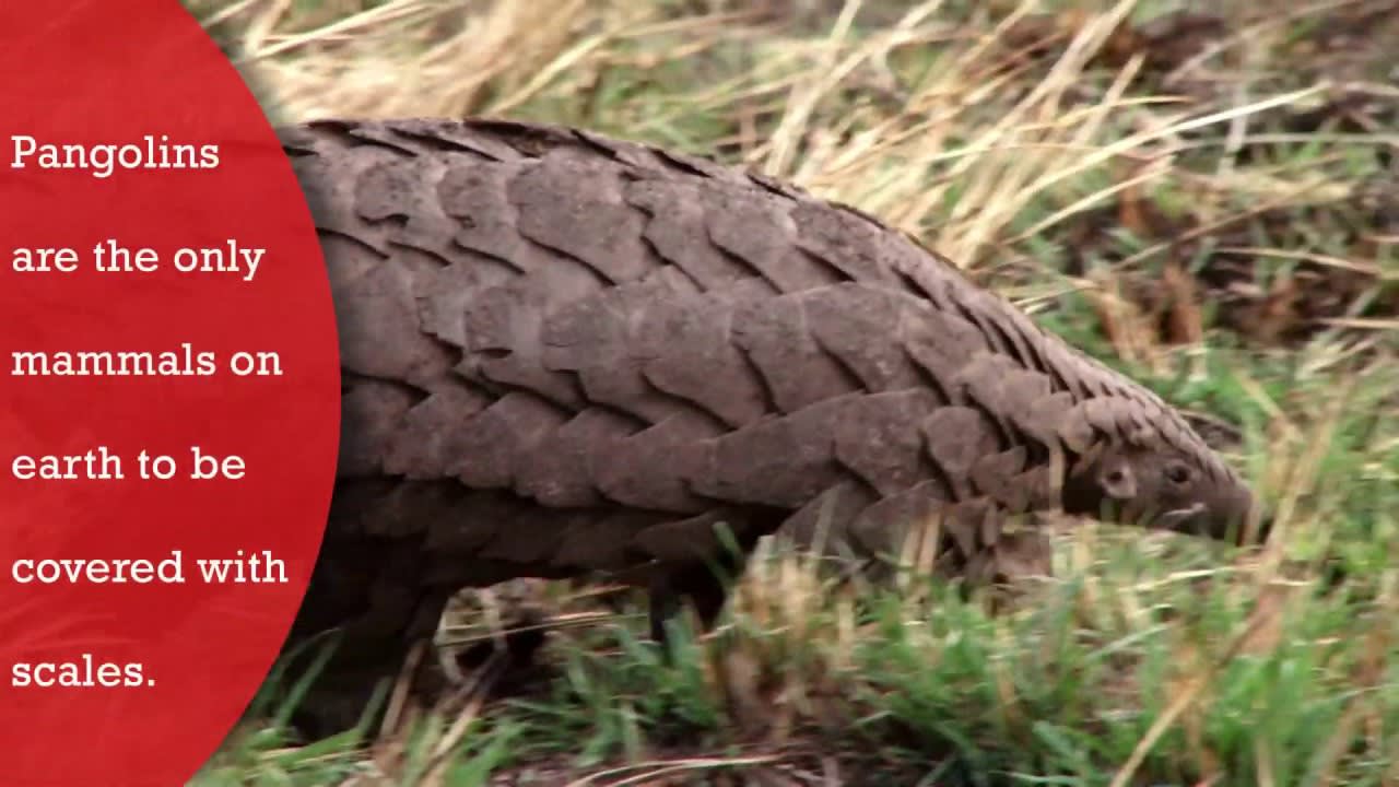 Save the Pangolins - Friend of the Earth
