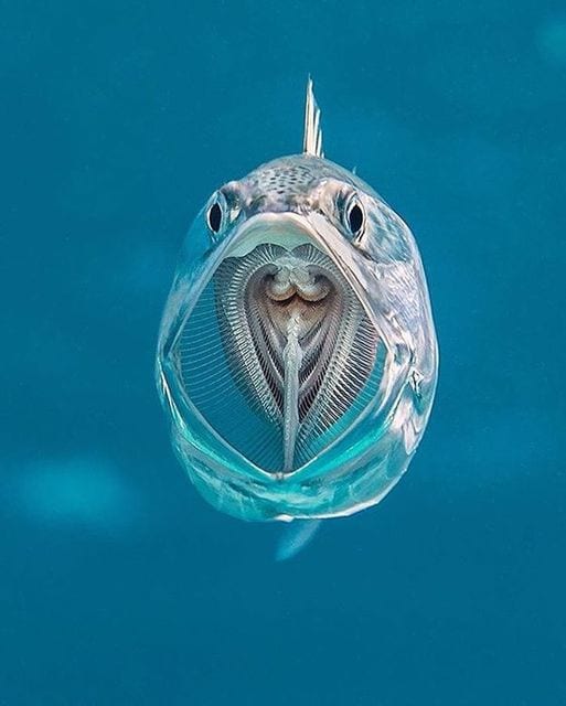 Say aaah. Striped mackerel are filter feeders opening their cavernous mouths as they swim and sieving zooplankton from the water with their gill rakers acting like a net.