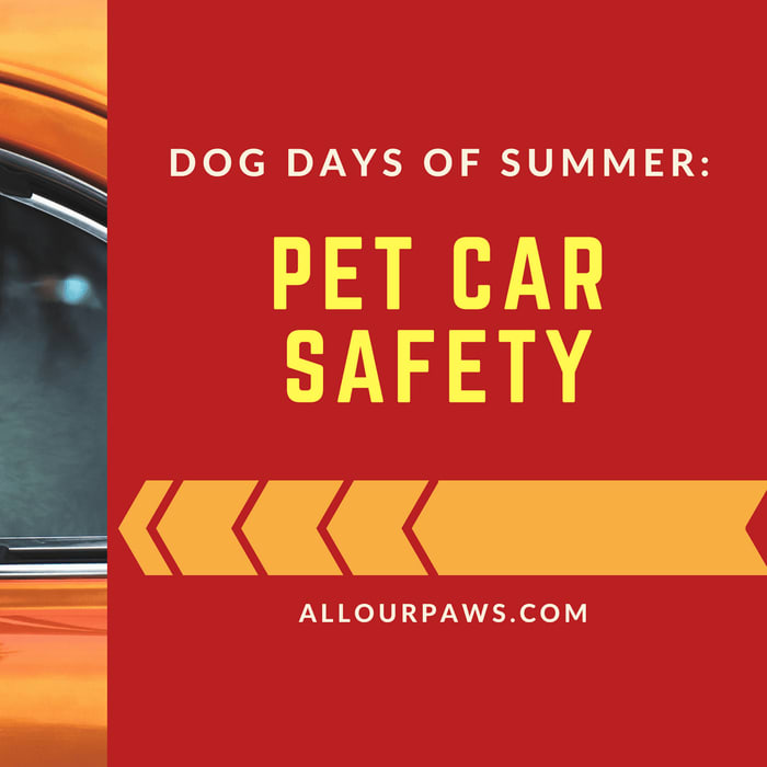 Dog Days of Summer: Pet Car Safety