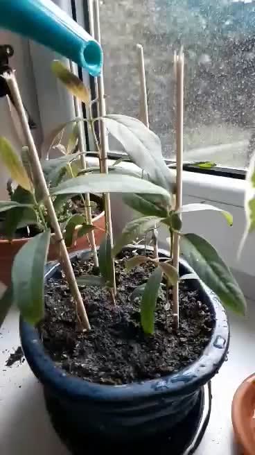 eucalyptus deglupta hydrophobic leaves