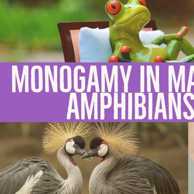 A new study found the same genetic signature associated with monogamy in species of evolutionarily distant animals, including mammals, birds, amphibians and fish.