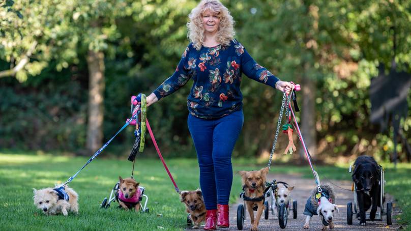 Woman Turns Her Home Into Canine Retreat For Paralysed Pooches