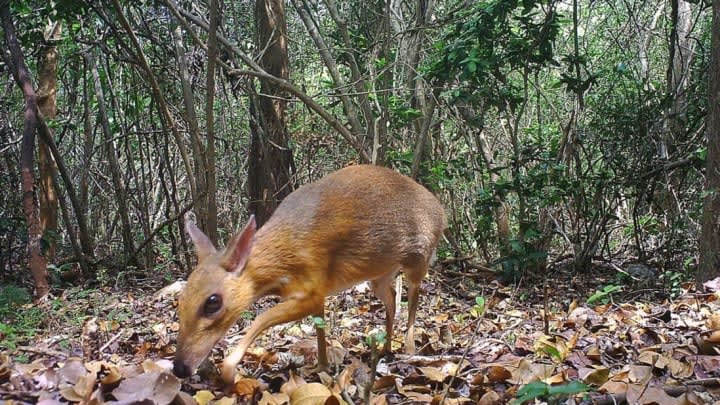 'Lost Species' of Tiny, Rabbit-Sized Deer Photographed in Vietnam for the First Time in 30 Years