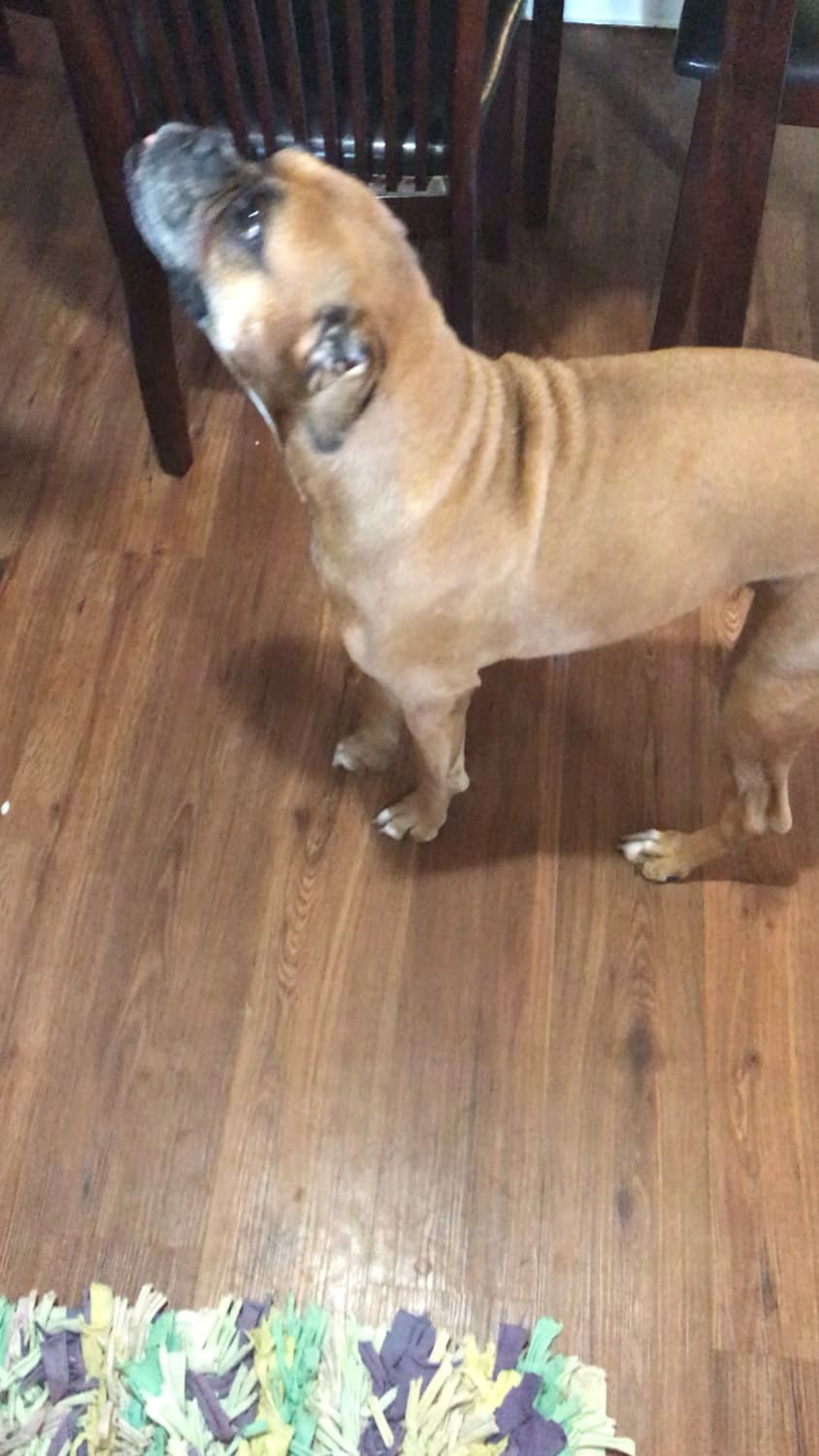 My 11 year old boxer does this every time we come home