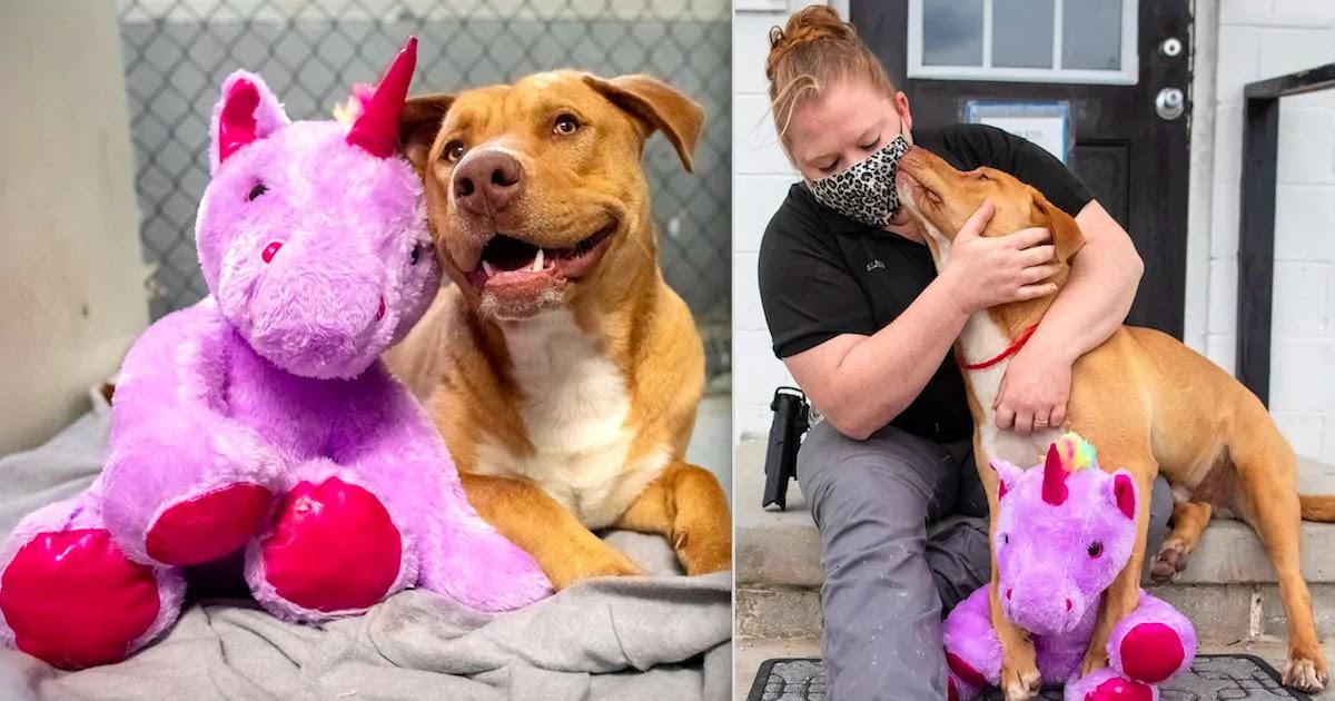 Stray Dog Attempts To Steal Fluffy Unicorn From A Store 5 Times And Gets Adopted