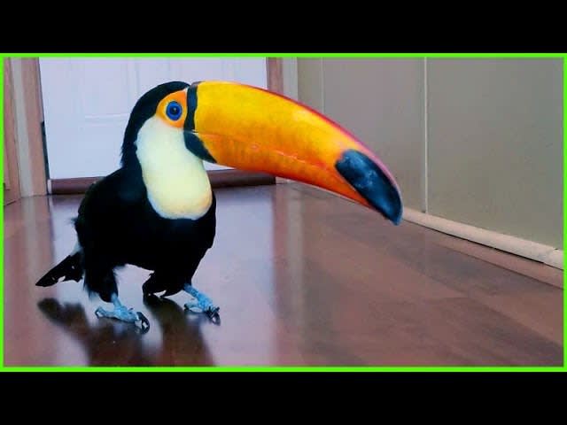 Tap dancing toucan