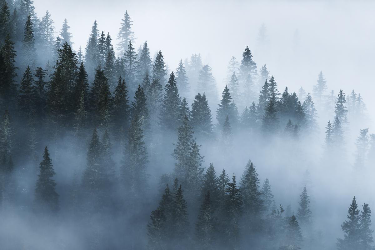 Beautiful foggy forest in the Dolomites
