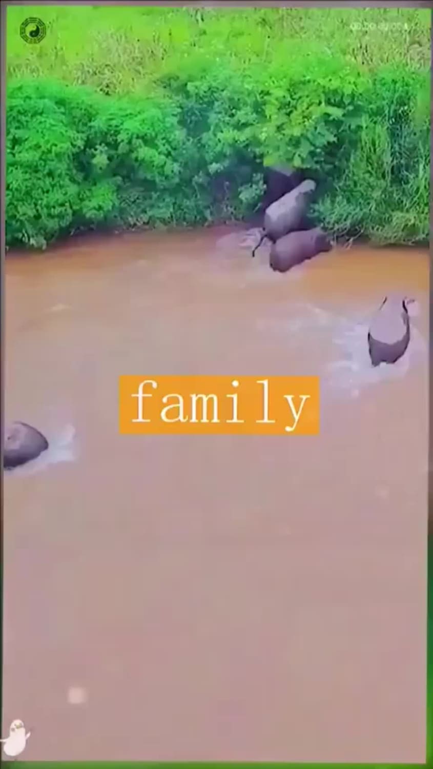 Awesome rescue of baby elephant by family...