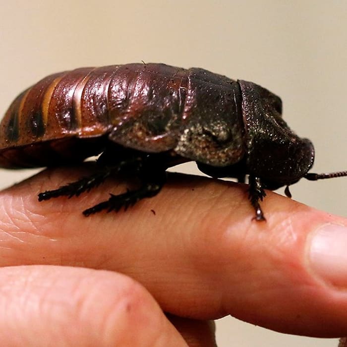 China grows 6 billion cockroaches in a year