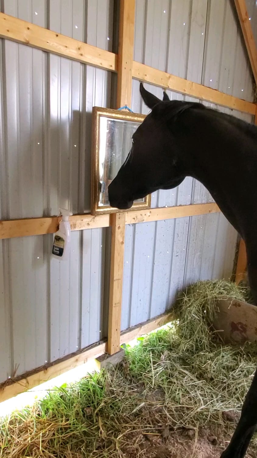 Horse discovers mirror for the first time