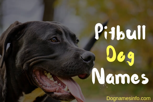 350+ Pitbull Dog Names for Male and Female Dog [2019 Latest]