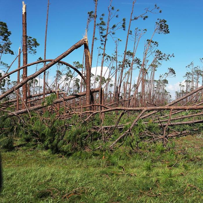 Hurricane Michael Was the Most Devastating Disaster Florida's Farmers Have Seen in Decades