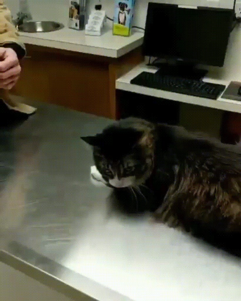 Nervous kitty finding a comforting safe place while at the vet.