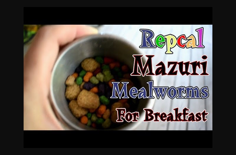 Feeding Repcal, Mazuri, and Mealworms