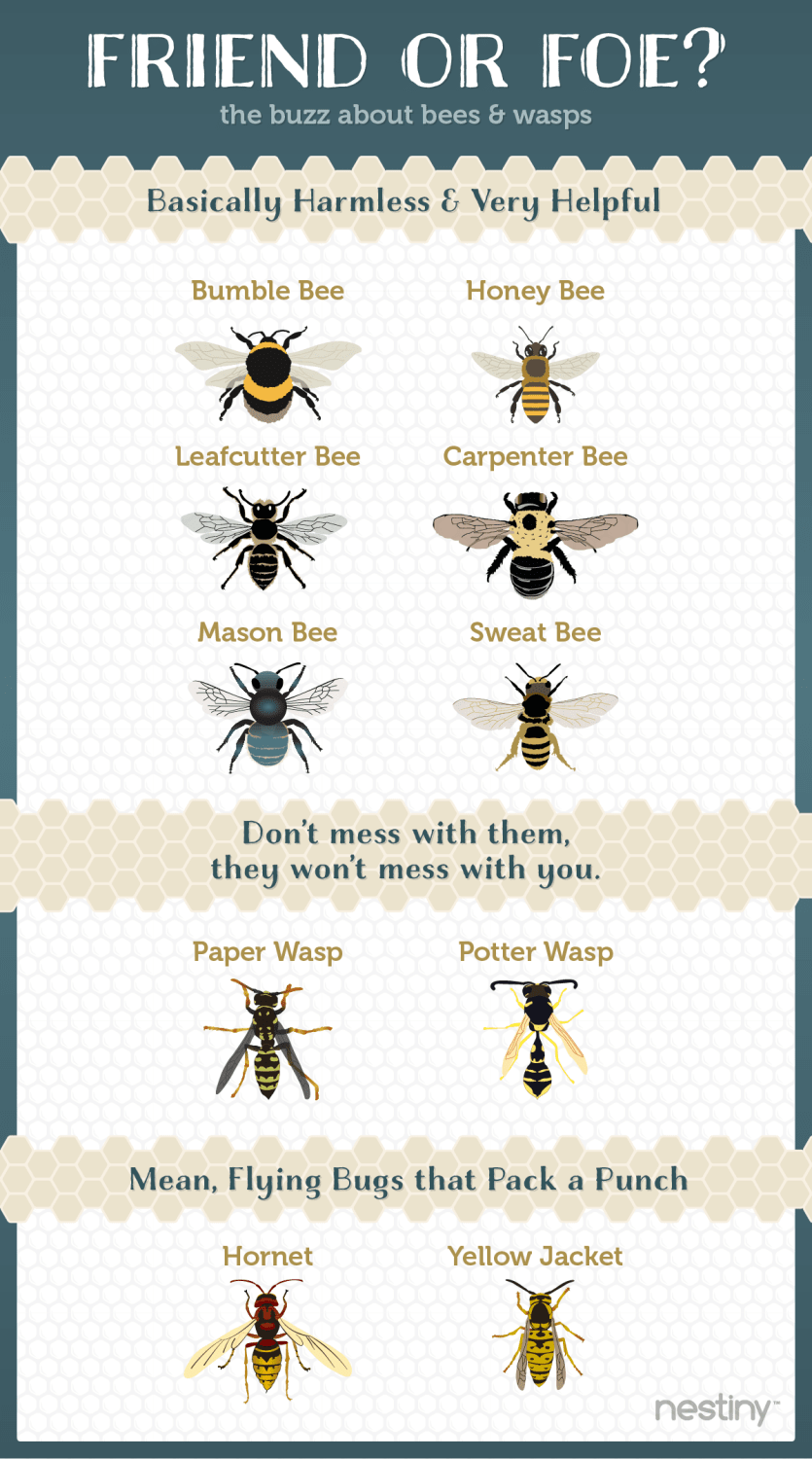 Friend or Foe -A Simple guide to Bees and Wasps