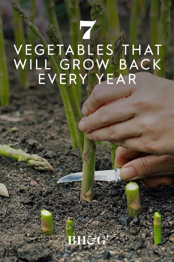7 Vegetables That Will Grow Back Every Year
