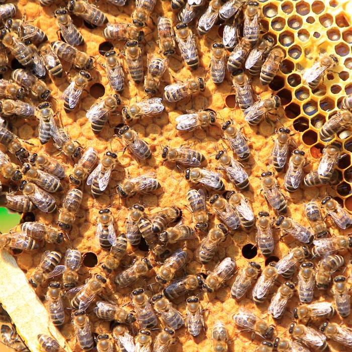 World's First Insect Vaccine Could Help Bees Fight Off Deadly Disease