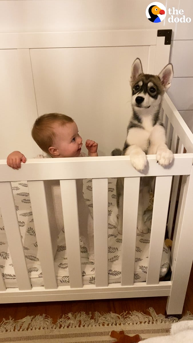 Baby husky grows up with baby girl — and they have a language their parents don't even understand 💙