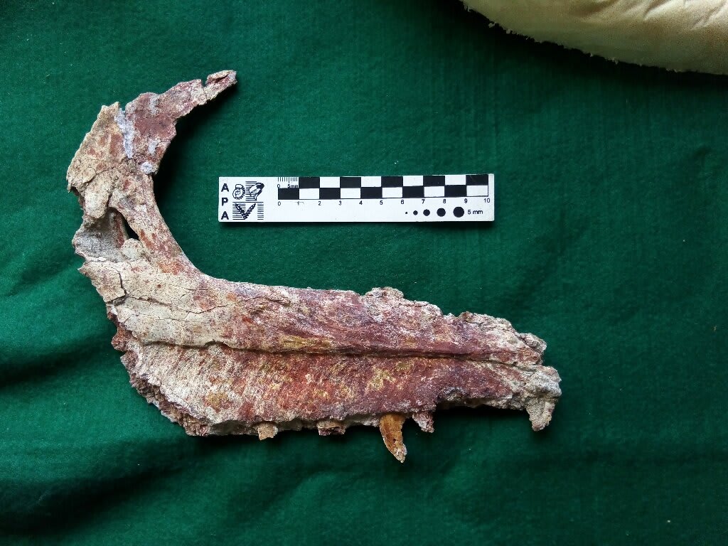 Argentine paleontologists discover small carnivorous dinosaur