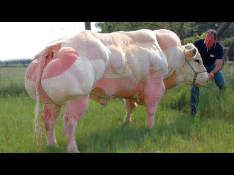 15 Abnormally STRONG Animals That Actually Exist!