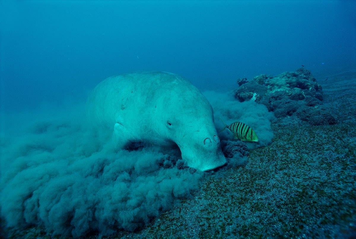Manatee Relatives Booming in Australia's Great Barrier Reef