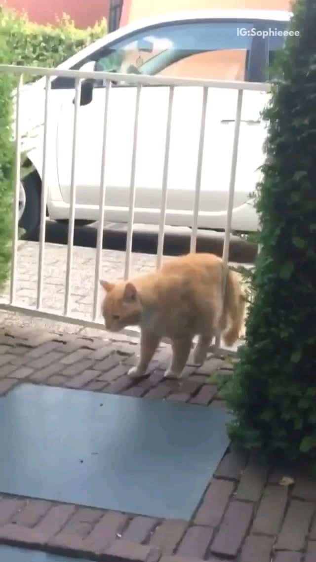 HMF as chonk up this gate