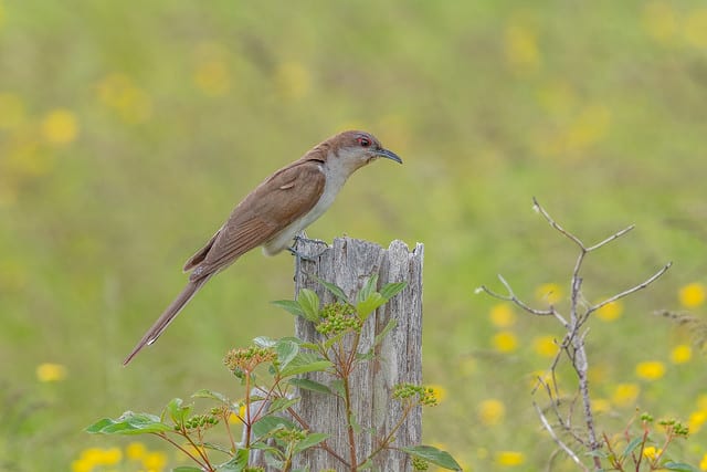 Black billed Cuckoo - View Photo - Photohab - Beautiful and Free Photos Search Engine