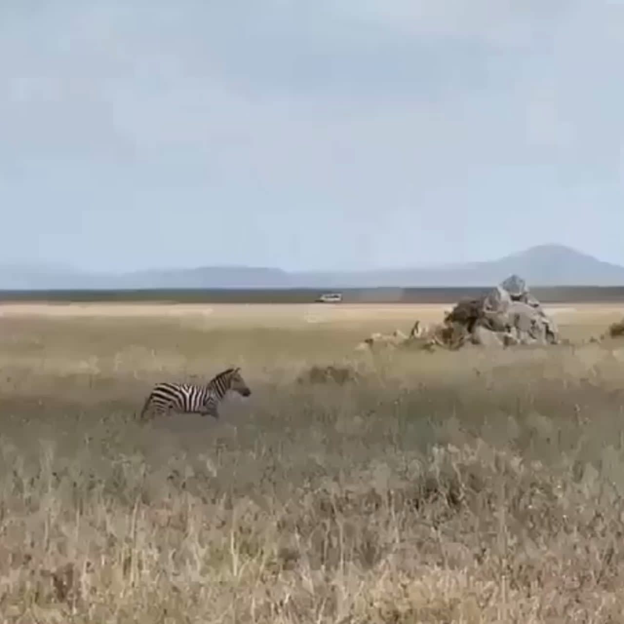 a zebra dishes out a hefty kick to avoid becoming a lions next meal