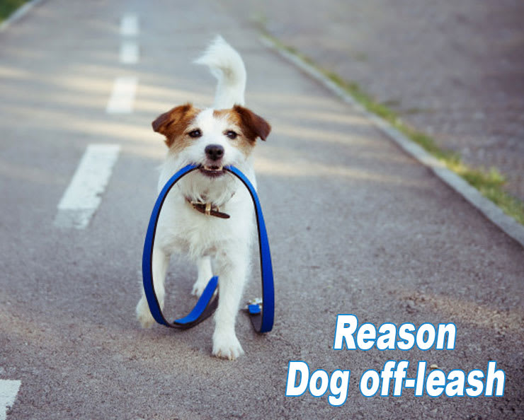 What to do if a dog off-leash approaches you ?