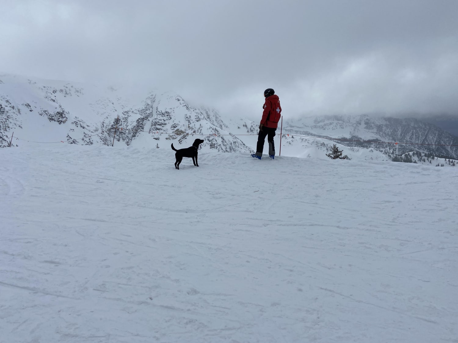 Frankie the Avalanche Dog at Snowbird, UT ♥️