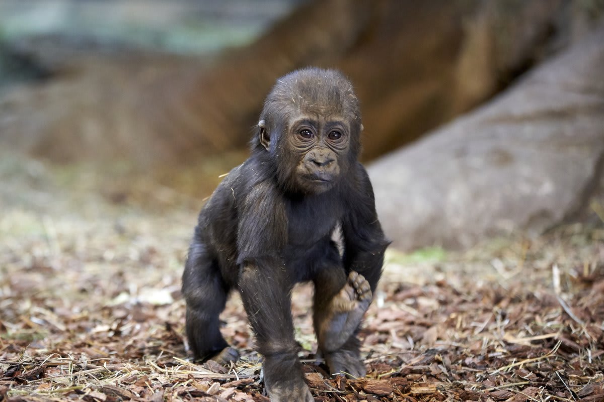 Zuri, a female Western Lowland Gorilla born on May 5, 2019, explores her enclosure at the Henry Doorly Zoo in Omaha, Nebraska, US. Picture by AP Photo/Nati Harnik