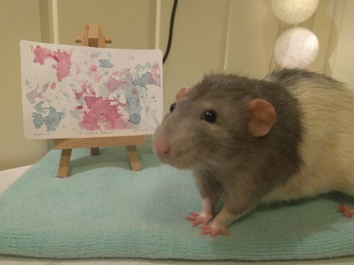 Art Student Trains Her Pet Rat To Paint With Its Feet