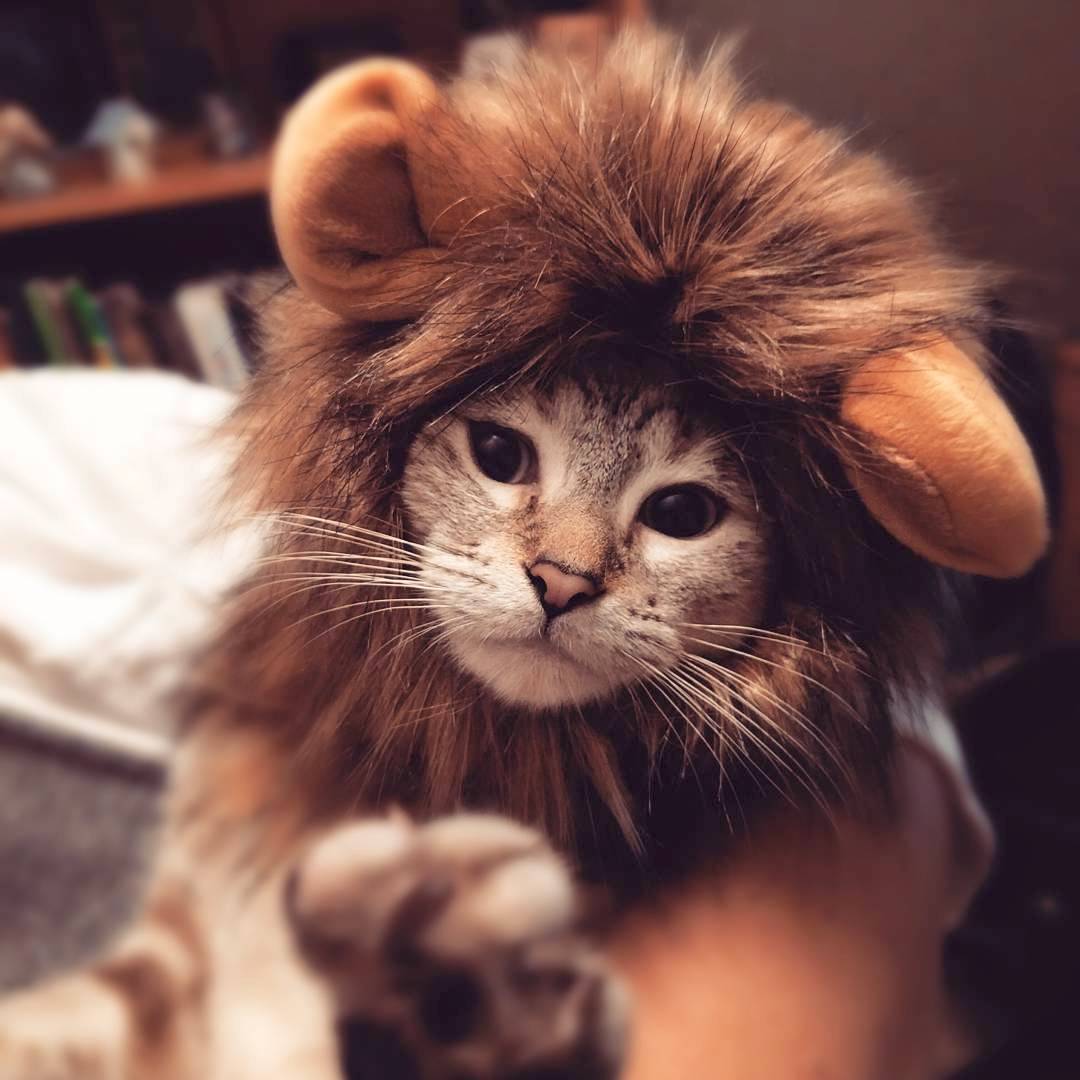 Adorable Lion Manes for Cats and Dogs