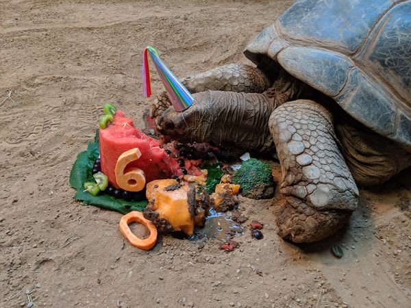Zoos Make Birthday Cakes From Bugs, Bamboo, Melons, and More