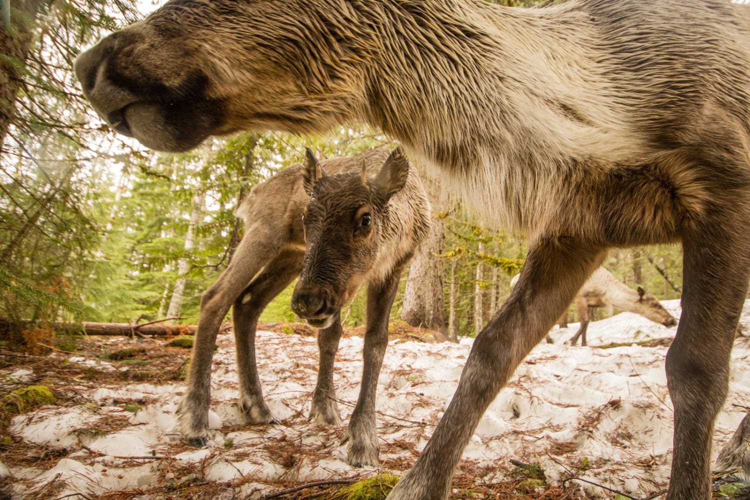 A Photographer's Quest to Document the Last of the Rainforest Caribou
