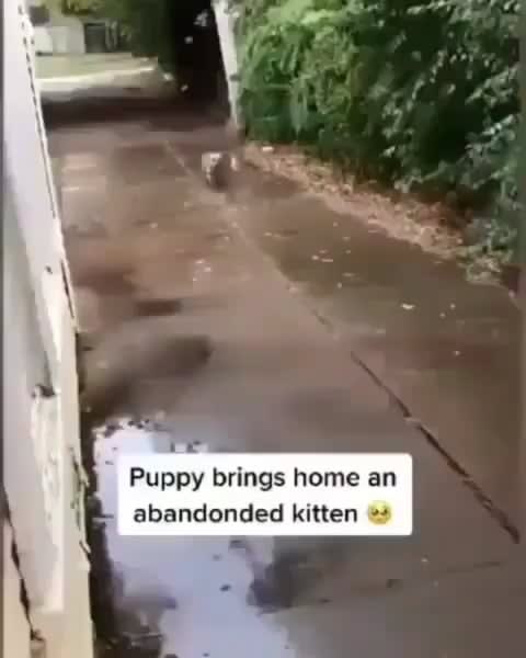 Puppy brings home abandoned kitten