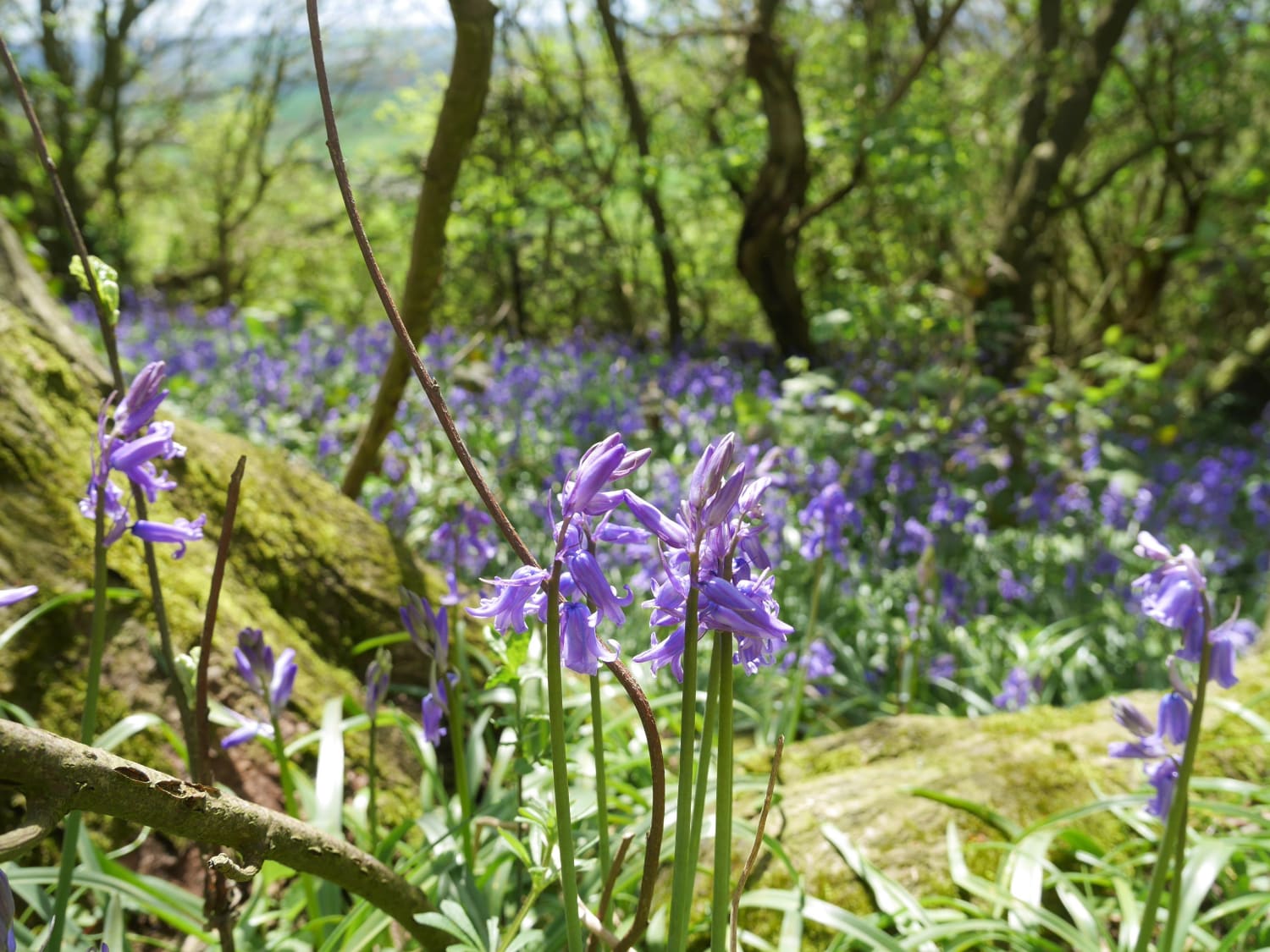 England's best bluebell woods