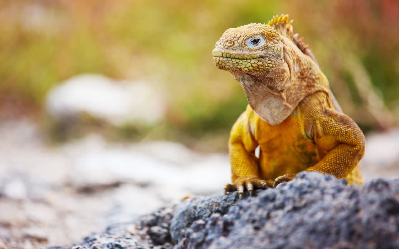 How tourism has changed the Galapagos, for better and for worse