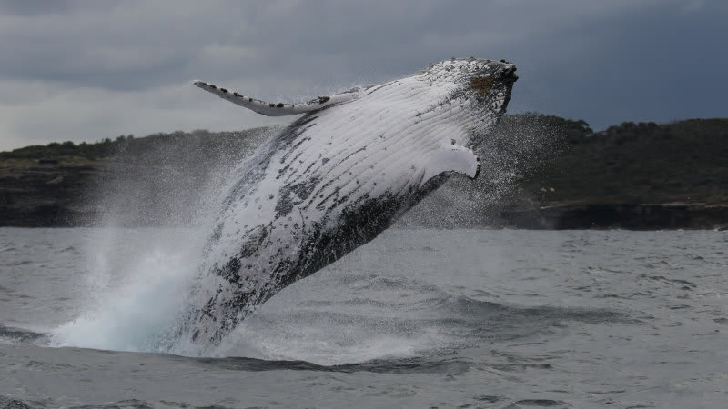 Superheroes of the deep: humpbacks bounce back from near extinction to help fight climate change