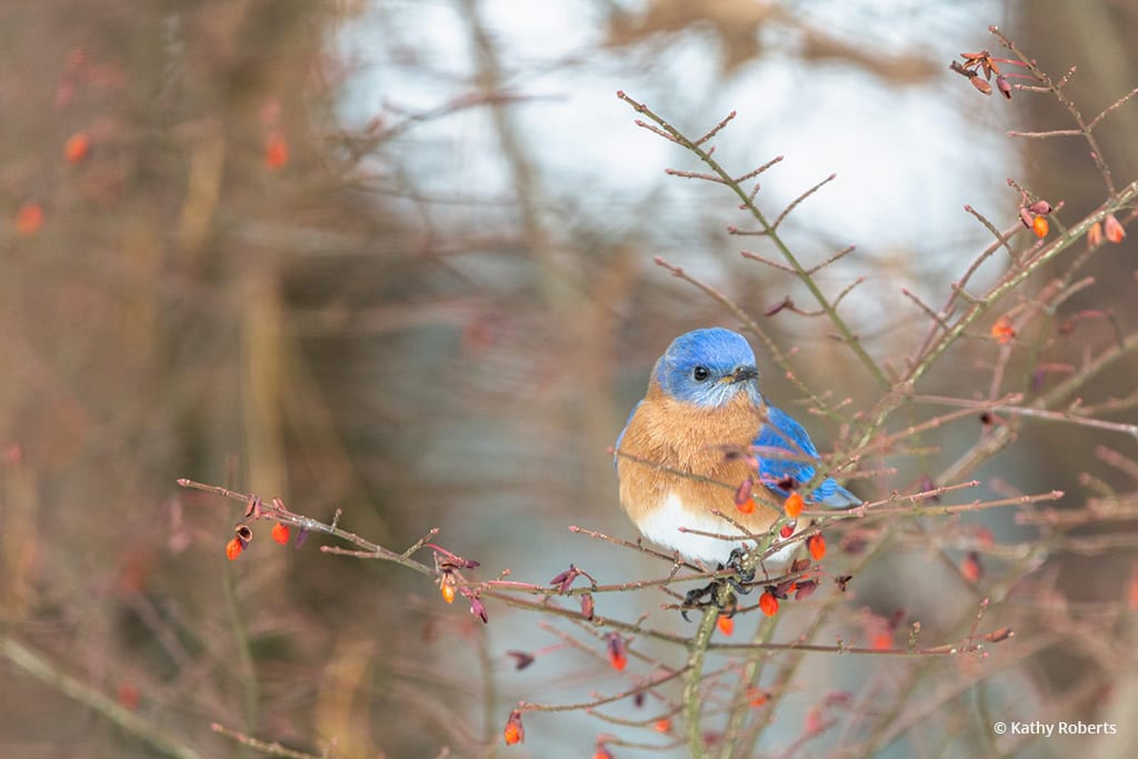 Photo Of The Day: “Winter Berries and Bluebird” by Kathy Roberts. Location: North Carolina. View our Photo Of The Day gallery at
