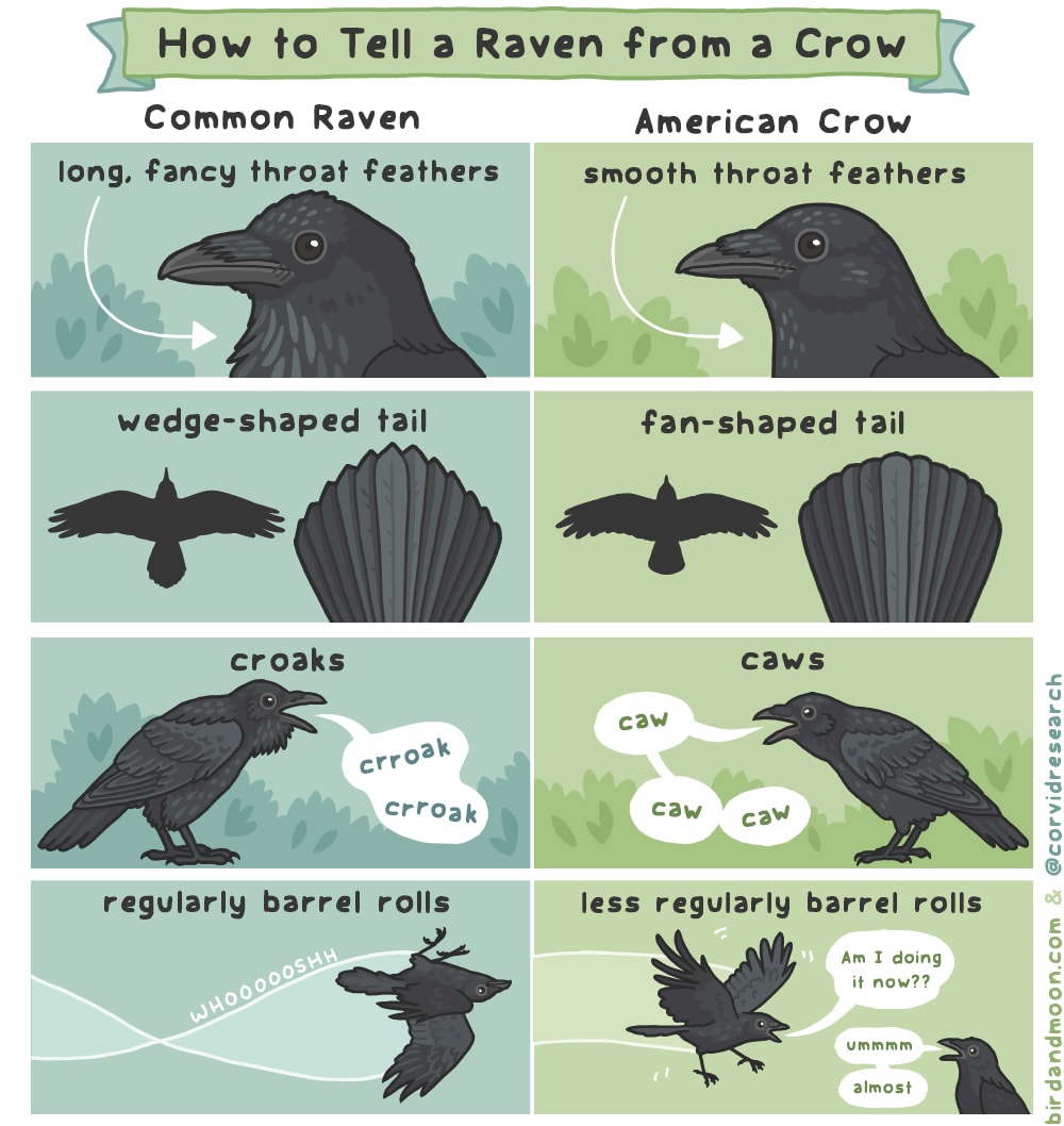 How to tell a Common Raven from an American Crow