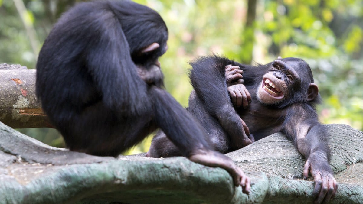🗓️Tomorrow at 7 pm ET: Join us for the next AMNHSciCafe, presented in collaboration with @TheLeakeyFndtn! @AlexGRosati & @zeppypearl will examine the world of chimpanzees to understand the origins of human cognition & behavior. RSVP to this free program: