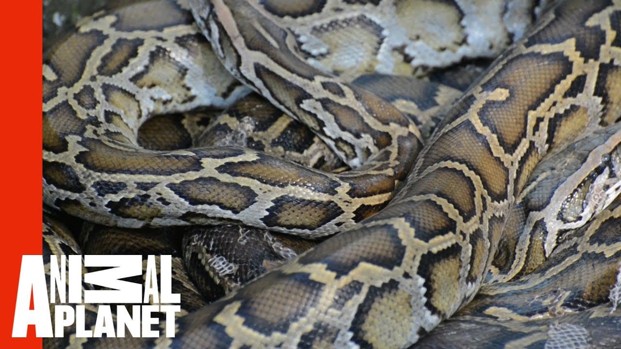 Python Puts Dog In Unbreakable Hold | Weird, True & Freaky